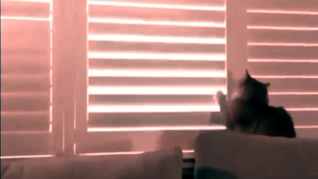 D2 and teranig animal funny video