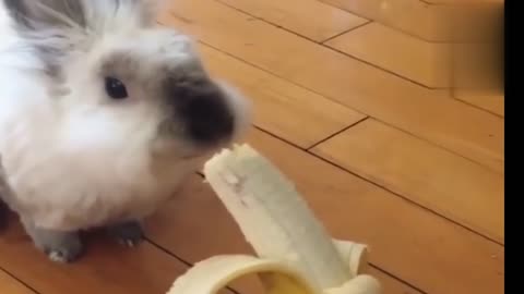 Funny Animal videos