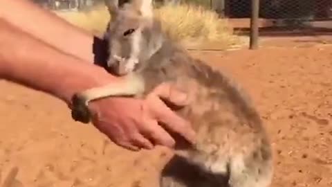 Kangaroos always give birth to daughters first and then sons.