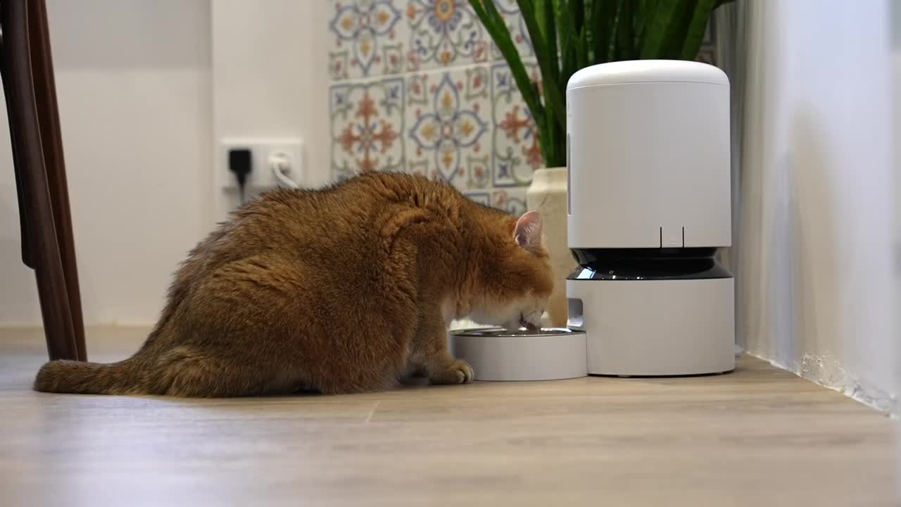 New Feeder Petlibro!