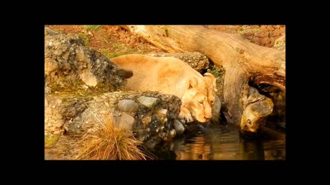 beast lion and snake