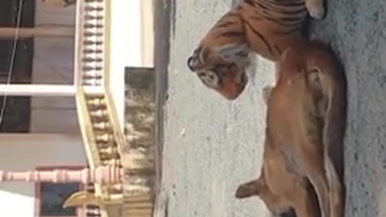 Fake tiger fun with dog