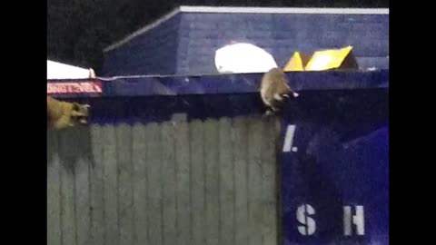 Racoons raiding dumpster 3.28.23 5 AM