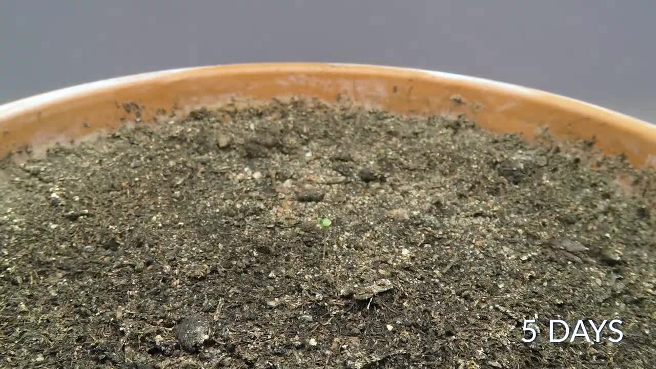 Growing a BIRCH TREE from seed Time-lapse