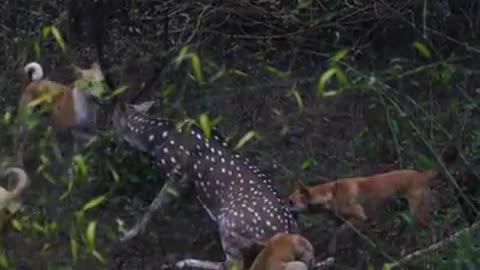 Feral dogs bringing down deer