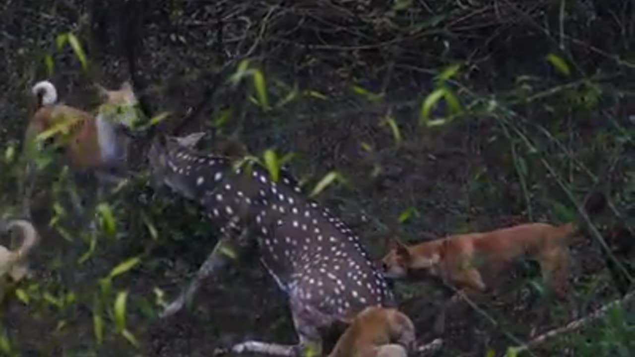 Feral dogs bringing down deer