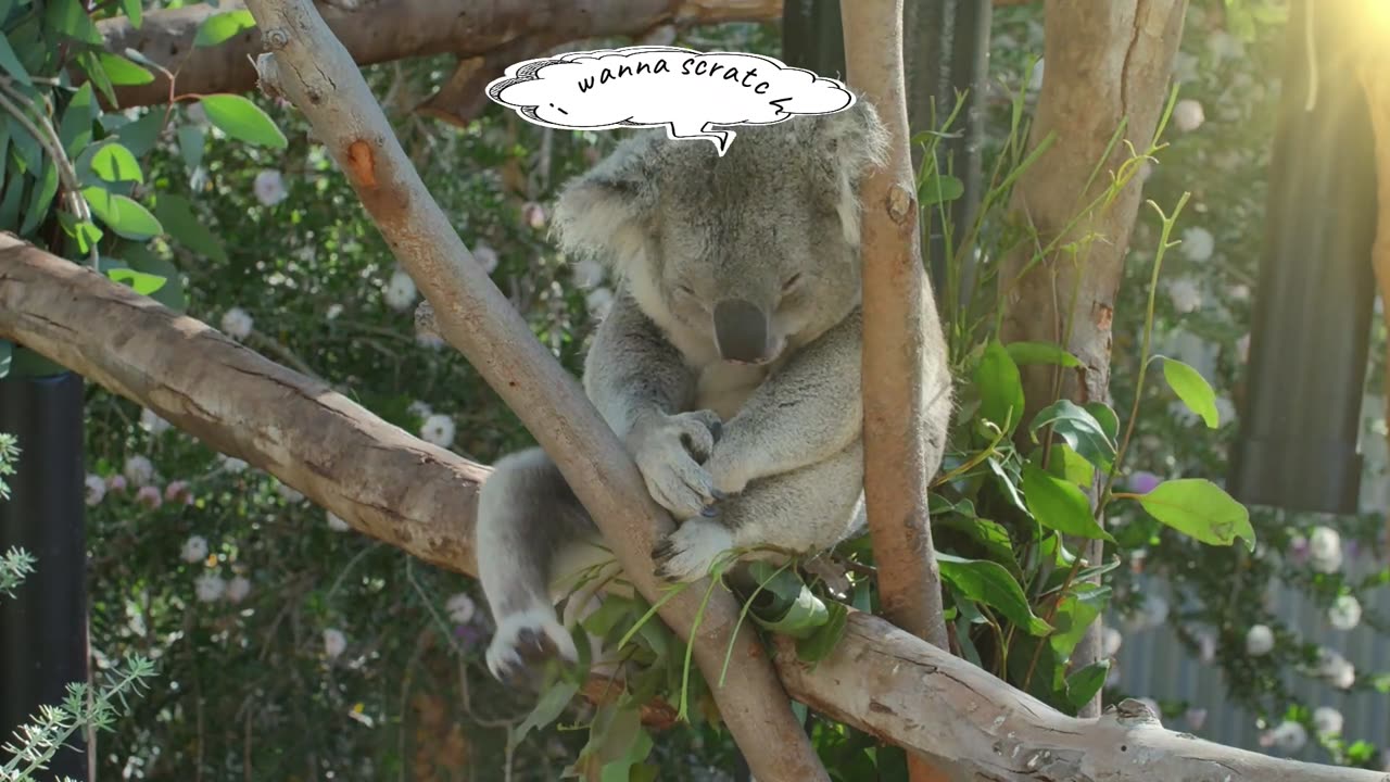 koalas