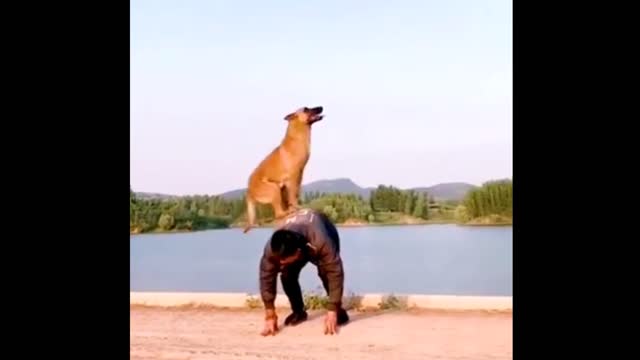 Dog stunts || stunt dog #rumble