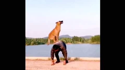 Dog stunts || stunt dog #rumble