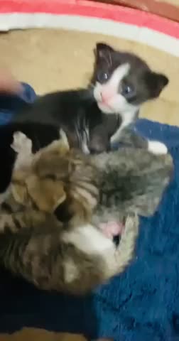 Kittens