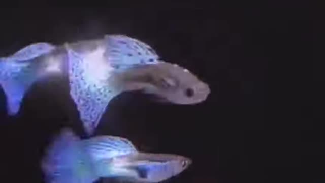 Most Beautiful Fish Ever 🐋 Guppy Fish 🐠 #0277 #fish #fishing #betta #bettafish #shorts