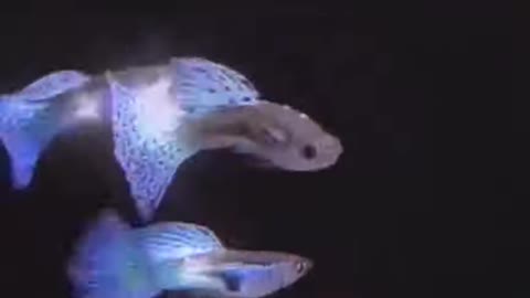 Most Beautiful Fish Ever 🐋 Guppy Fish 🐠 #0277 #fish #fishing #betta #bettafish #shorts