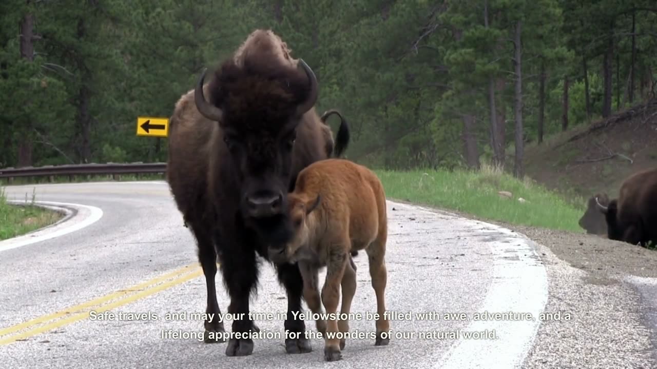 Yellowstone National Park destinations