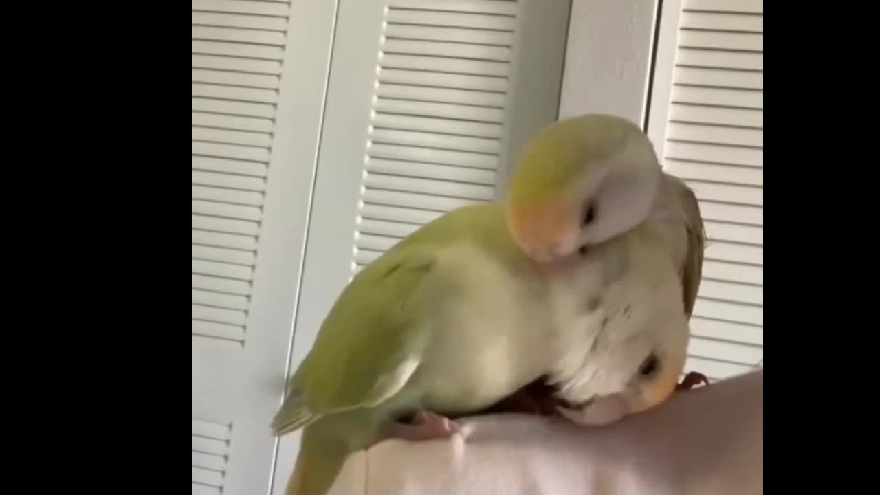 Parrot And Cute Bird Funny videos🦜|| Funny and Cute moment funny birds🤣