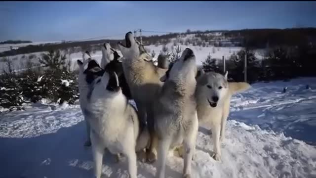 Husky's choir on the street