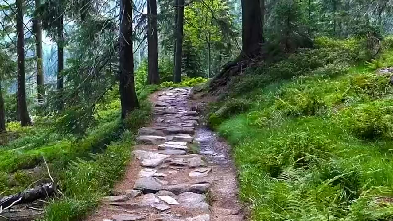 Forest Relaxing View#nature#relaxingsounds#naturelovers