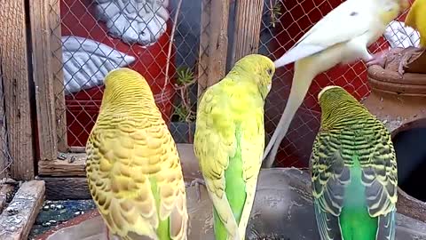 Beautiful and amazing bajri Tota _ Australian parrot sound _ bajri Brids Sounds _ Parrot Ki Awaaz