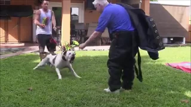 How to make a any dog aggressive with this training