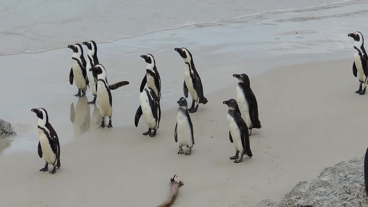 PENGUIN