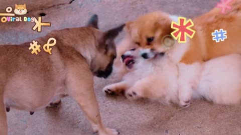 Animals Funny Videos /Funny Dogs Videos