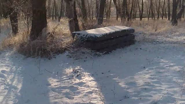 snowy morning in the small forest