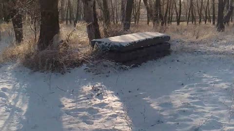 snowy morning in the small forest