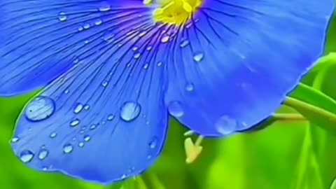 Beautiful flower