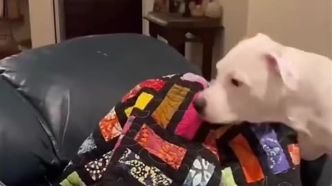 Funny 😃😃😃😃😃😃animals