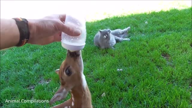 Baby Deer (Fawn) Jumping & Hopping