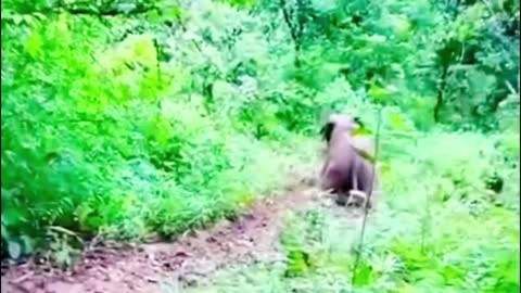 Is this an elephant's unique way of going downhill?