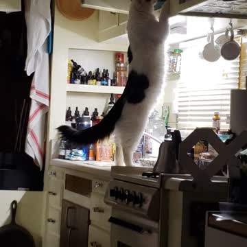 When mom says "no more treats", you look for yourself