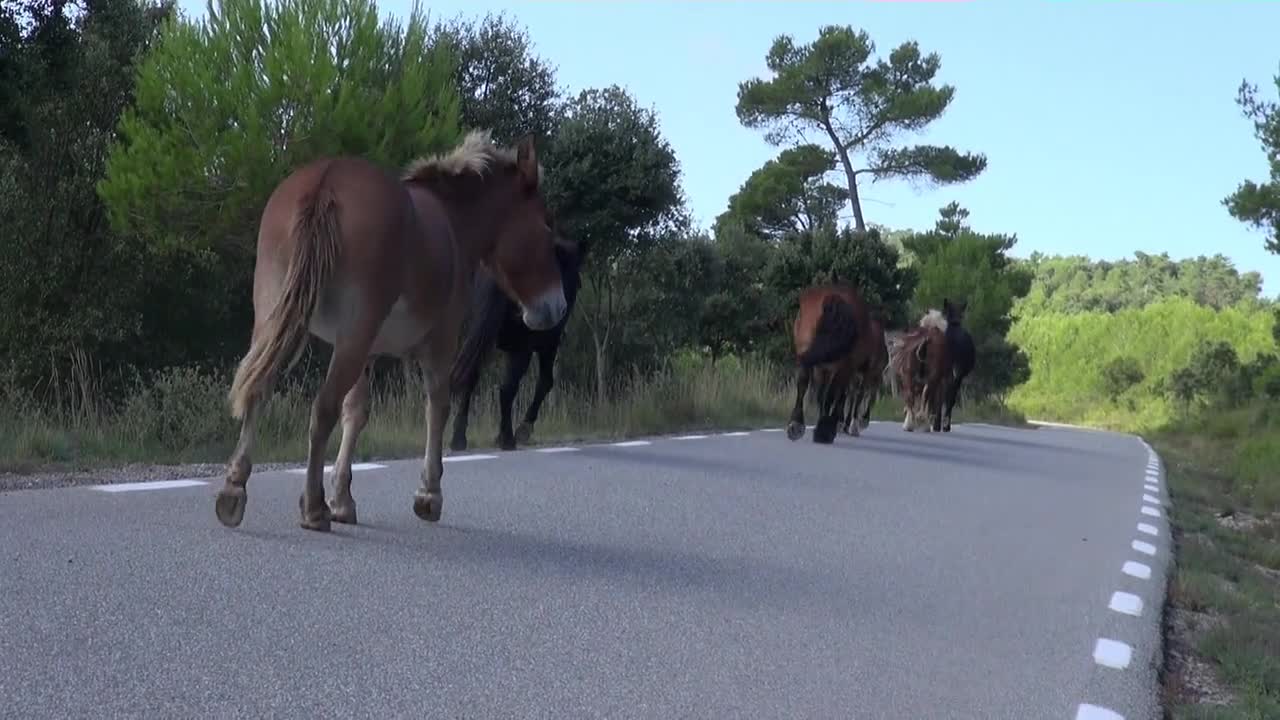 Horses Equine Herd Wild Animals Mammals Stallion