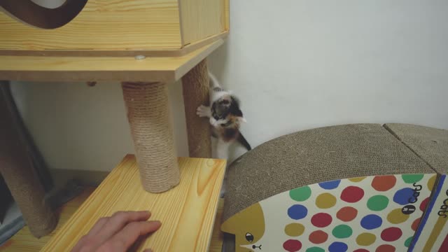 A Baby cat Cries All Day Long, She Misses Her Mom