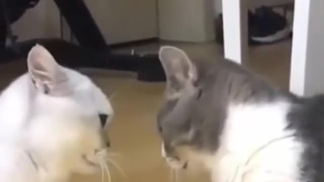 Funny animals 😂