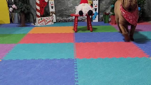 Aurora's 12 Days of Christmas December 2022