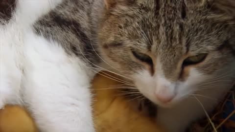 The Cat Who Adopts Baby Ducklings | Animal Odd Couples | Real Wild