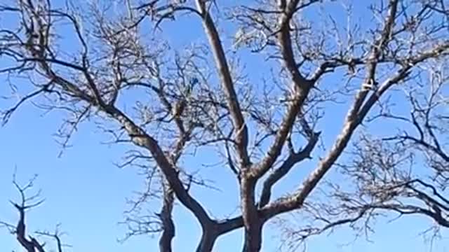 WAAT!! Leopards Attack almost Bites a Man - Animal attacks