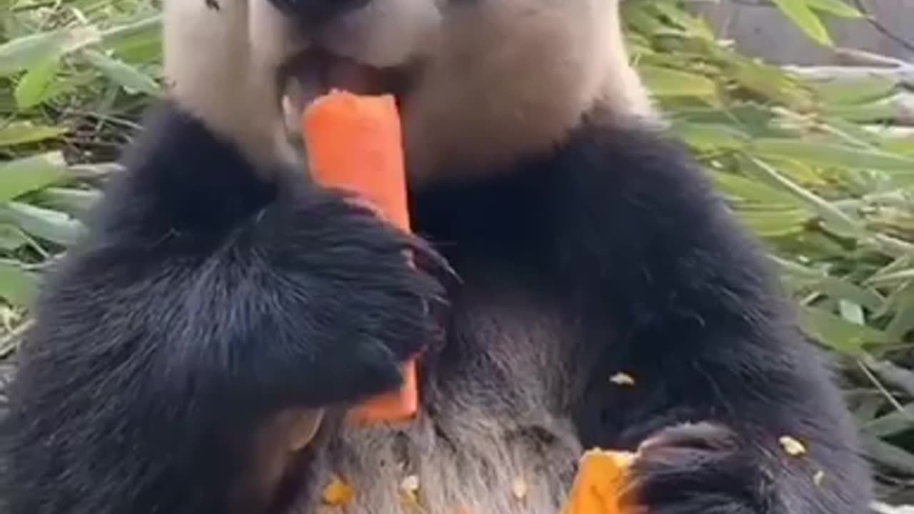 Didn't you crave carrot or pumpkin?? Pandas are very cute😍😍