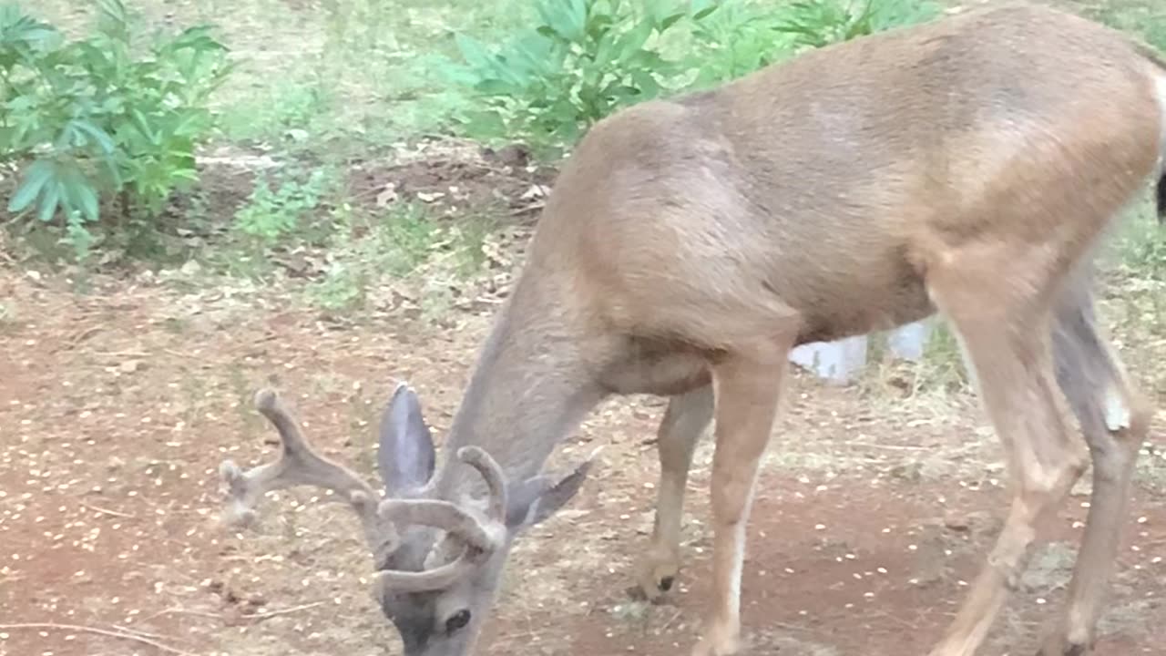 Big buck comes for some breakfast
