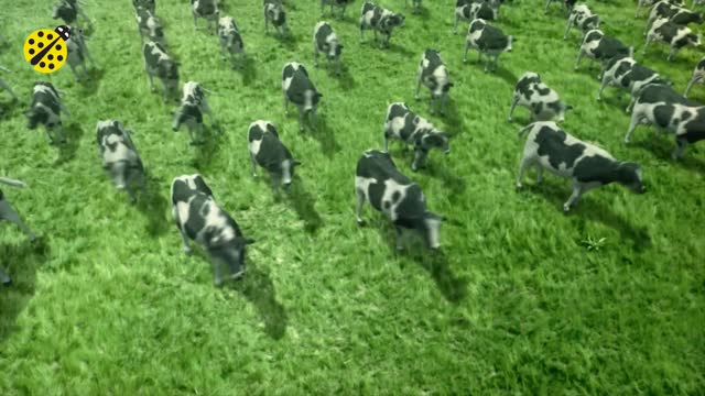 FUNNY COW DANCE 4