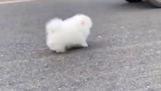 cute & funny dog -funny dog #shorts