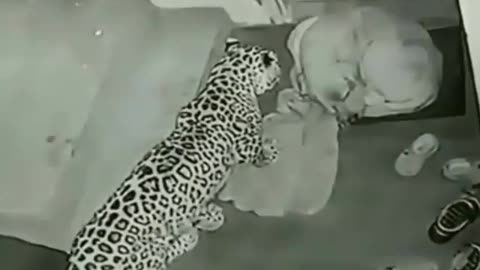 Real Camera Security Leopard attack sleepy Dog