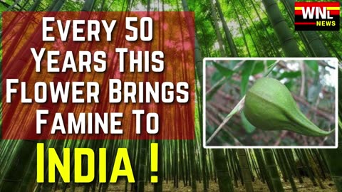 The Deadly Bloom: How the Melocanna Baccifera Flower Causes Famine in India Every 50 Years