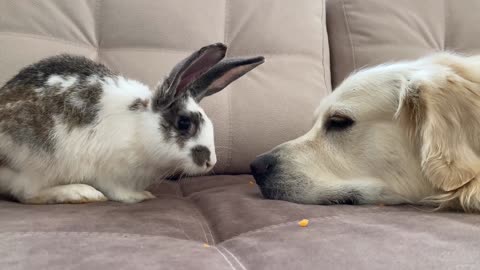 Golden Retriever Thinks He is a Rabbit