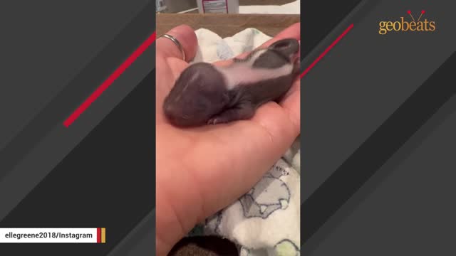 Baby skunk was found without mom. This woman adopted him