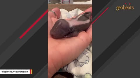 Baby skunk was found without mom. This woman adopted him