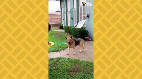 Stray Dog Living on Side of a Building and too Scared to Move | The Dodo Faith = Restored