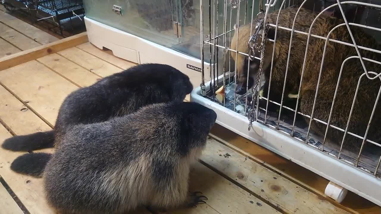 アルプスマーモットのアンジェとバロンVSアカハナグマのナスア