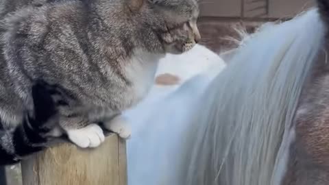 Awww kitty loves to go for a horse ride! 😻🐴