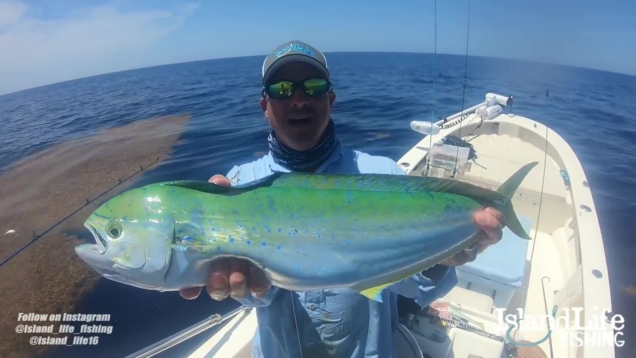 Offshore fishing instruction on how to capture dolphin